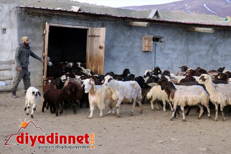 anneleriyle renkli köylerde kuzuların baharın buluşması oluşturuyor Ağrı