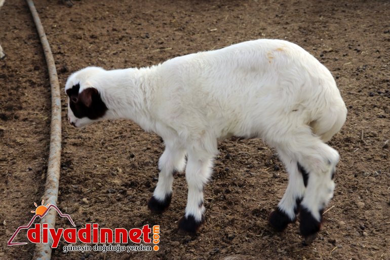 anneleriyle oluşturuyor köylerde Ağrı