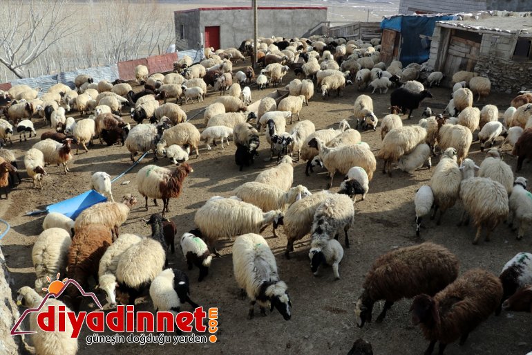 köylerde baharın anneleriyle müjdecisi oluşturuyor kuzuların görüntüler Ağrı