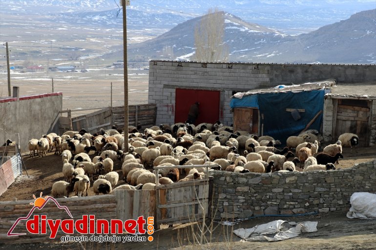 anneleriyle buluşması köylerde renkli görüntüler Ağrı