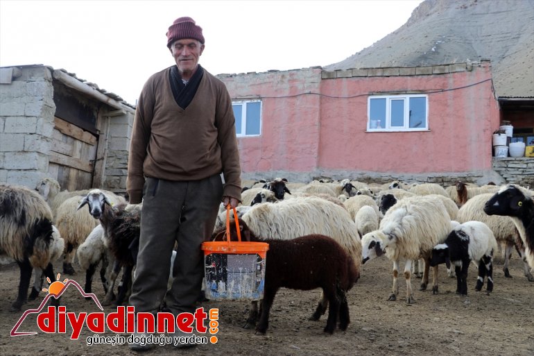 renkli kuzuların Ağrı