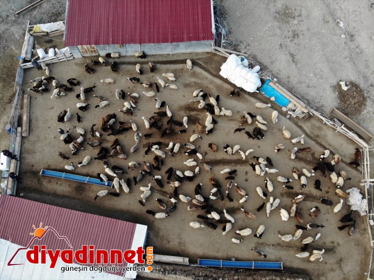 oluşturuyor kuzuların görüntüler köylerde buluşması Ağrı