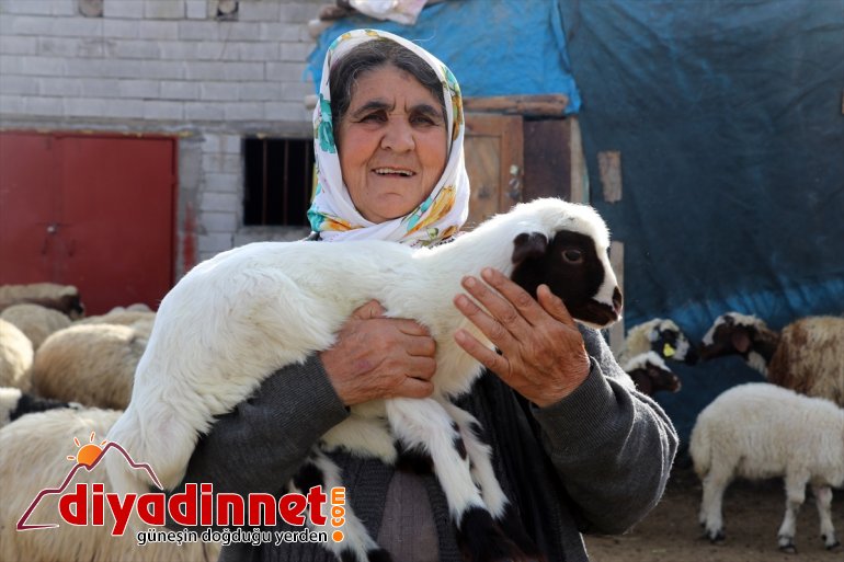 buluşması görüntüler renkli baharın oluşturuyor kuzuların müjdecisi anneleriyle Ağrı