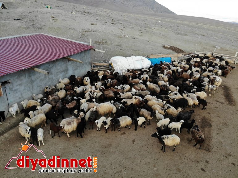 baharın oluşturuyor buluşması köylerde kuzuların müjdecisi Ağrı