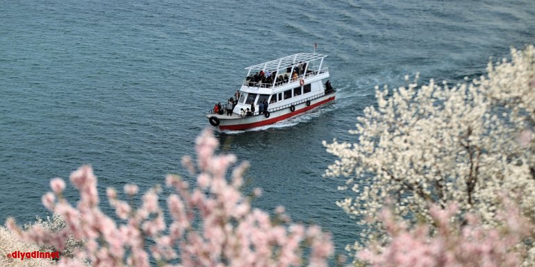 Akdamar Adası çiçek açan badem ağaçlarıyla farklı bir güzelliğe büründü