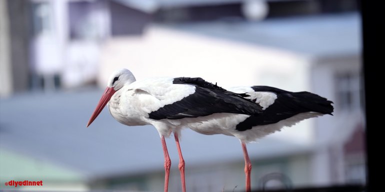 "Baharın müjdecisi" leylekler Ardahan'ı renklendiriyor