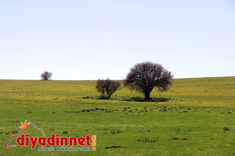 Baharın müjdecisi çiçekler Ağrı'da görsel şölen sunuyor