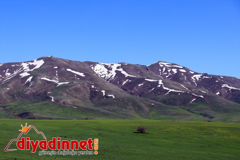 şölen Baharın çiçekler müjdecisi Ağrı