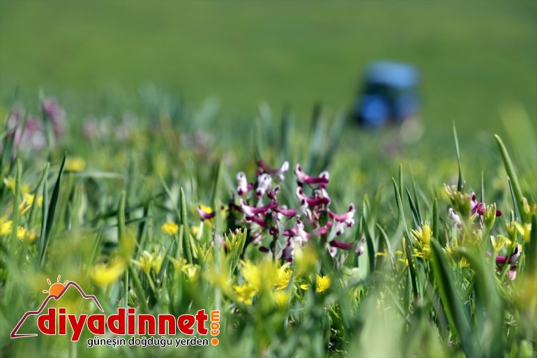 sunuyor müjdecisi çiçekler Baharın görsel şölen Ağrı