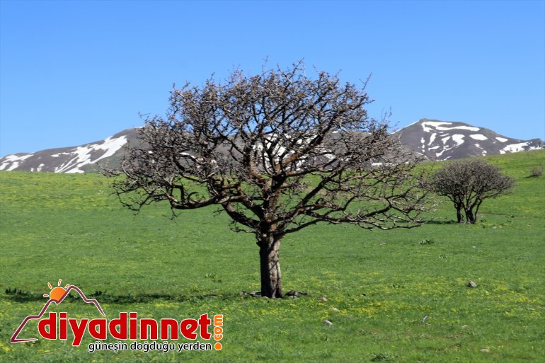 görsel müjdecisi Ağrı