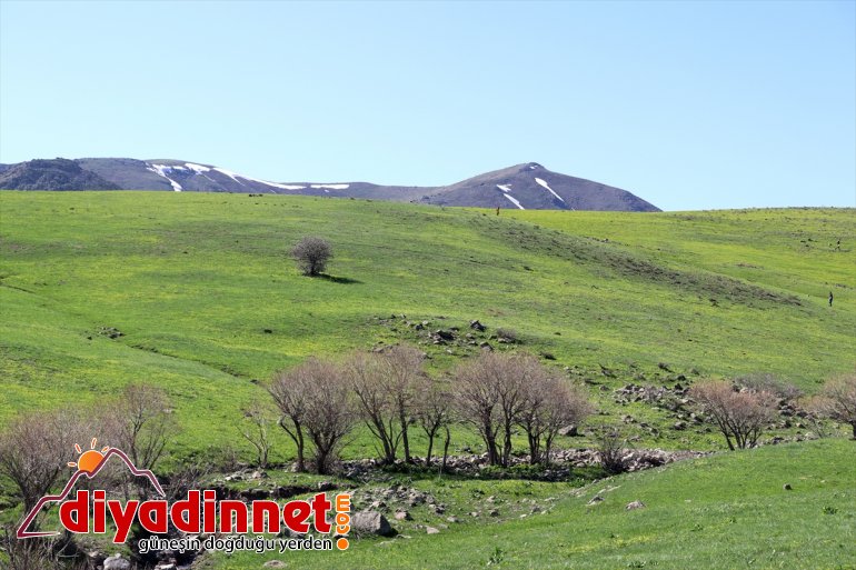 sunuyor şölen çiçekler müjdecisi Baharın görsel Ağrı