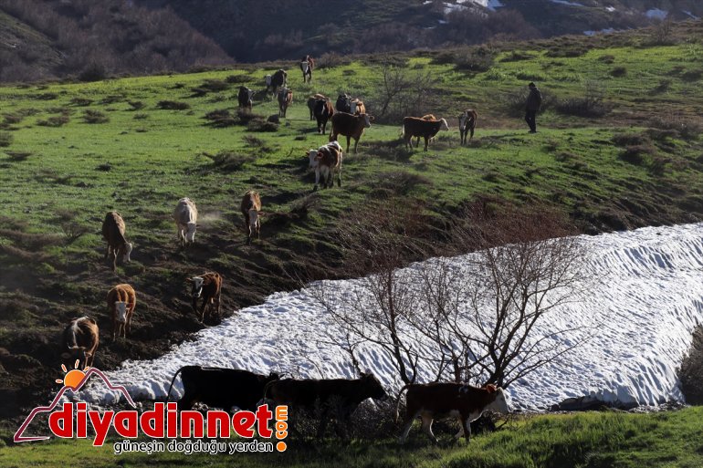 Baharın görsel müjdecisi sunuyor şölen çiçekler Ağrı