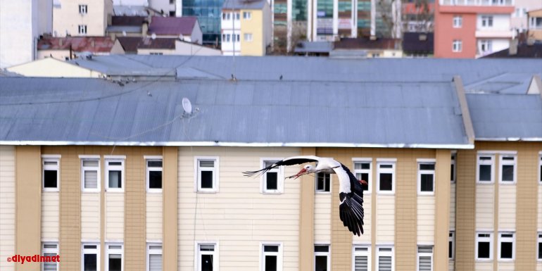 "Baharın müjdecisi" leylekler Ardahan'ı renklendirdi