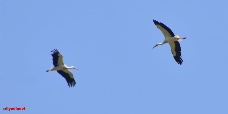 "Baharın müjdecisi" leylekler Bingöl'e renk kattı