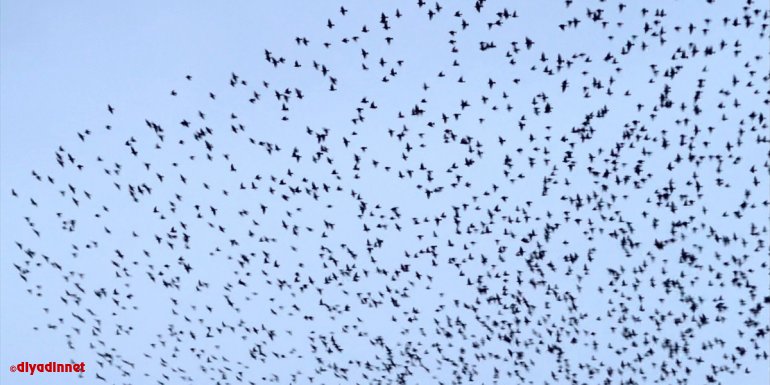 Bingöl'de sığırcıkların gökyüzündeki dansı güzel görüntüler oluşturdu