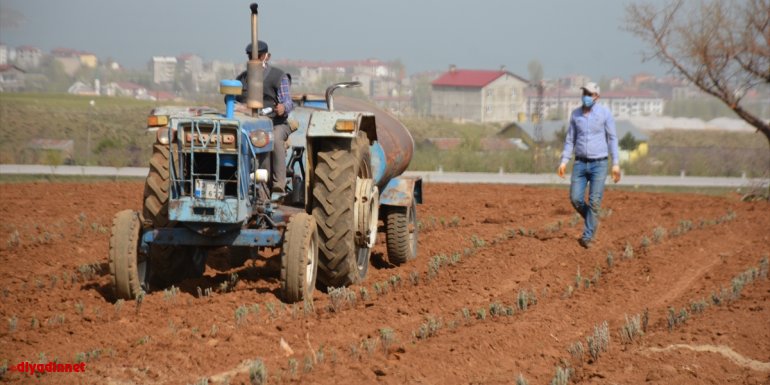 Bitlis'te 40 bin lavanta fidesi toprakla buluşturuluyor