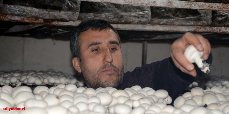 Bitlisli girişimci üretim tesisine dönüştürdüğü eski binada ayda 12 ton mantar üretiyor