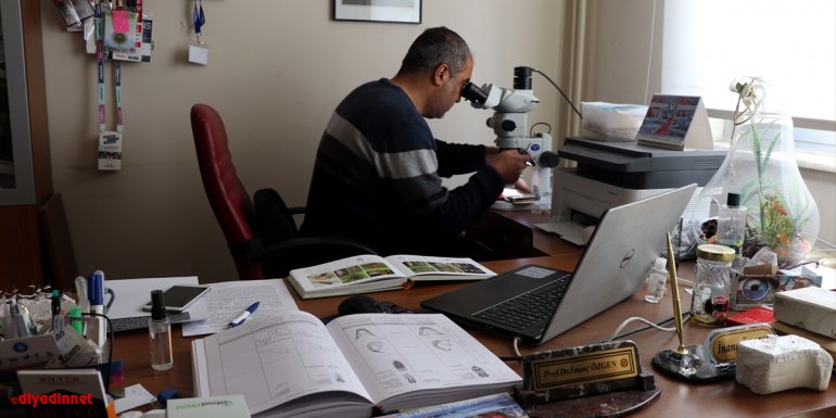 Elazığ'da, daha önce sadece Çin'de bulunan Achrus albicosta isimli böcek görüldü