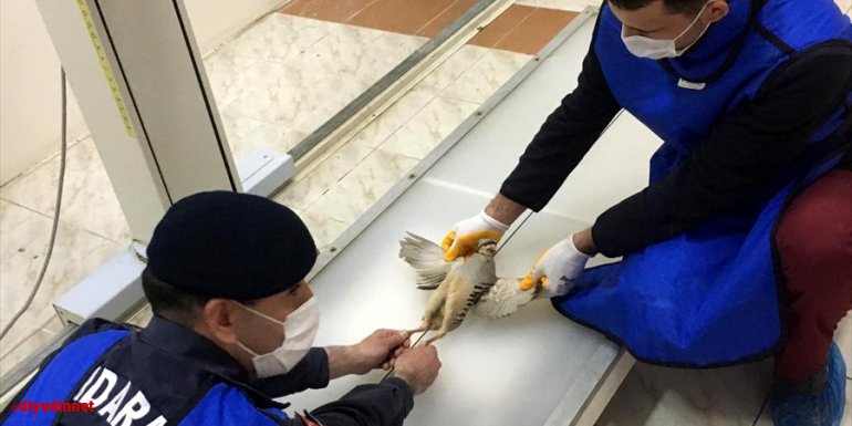 Elazığ'da jandarmanın yaralı bulduğu keklik yavrusu tedavi edildi
