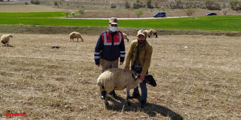 Elazığ'da kaybolan küçükbaş hayvanları jandarma buldu