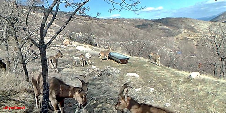 ELAZIĞ - Dağ keçilerinin yüksek kesimlere yerleştirilen yalaklardan su içmesi fotokapanla görüntülendi1