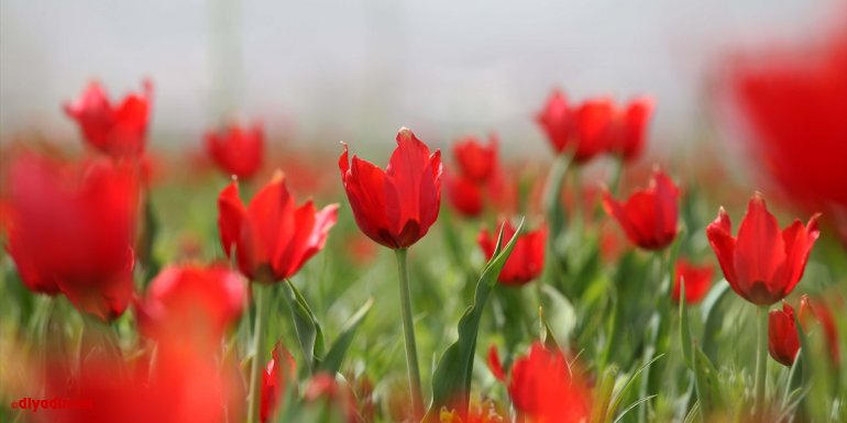 Endemik tür olan Muş Lalesi, Muş Ovası'nı kırmızıya bürüdü