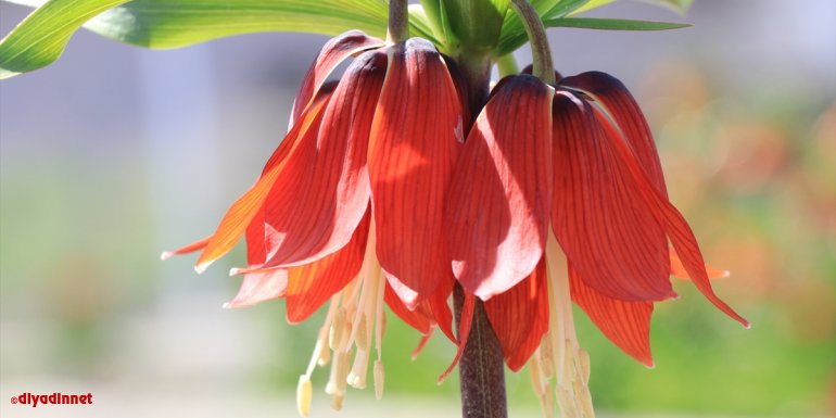 ERZİNCAN - Baharın müjdecisi ağlayan gelin tescillenerek süs bitkileri sektörüne kazandırılıyor1