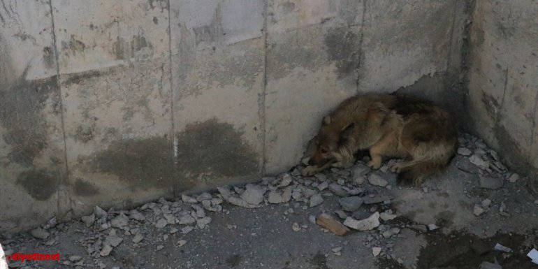 ERZİNCAN - İnşaat çukuruna düşen köpeği itfaiye ekipleri kurtardı1