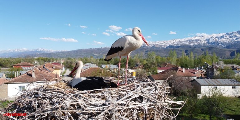 Erzincan'da köylülerin özel misafiri leylekler, 17 yıldır aynı yuvada kuluçkaya yatıyor