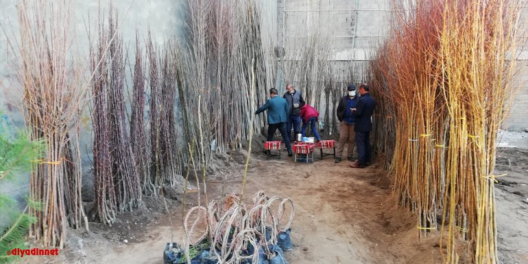 Güroymak'ta meyve fidanı satışları başladı