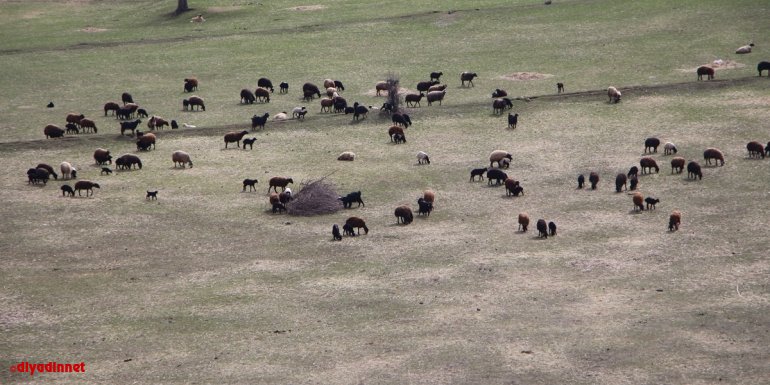 Hayvanlar meralara gönderilmeye başlandı