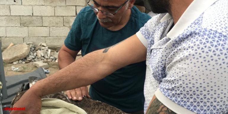 Iğdır'da tüfekle vurulan kaya kartalı tedavi altına alındı