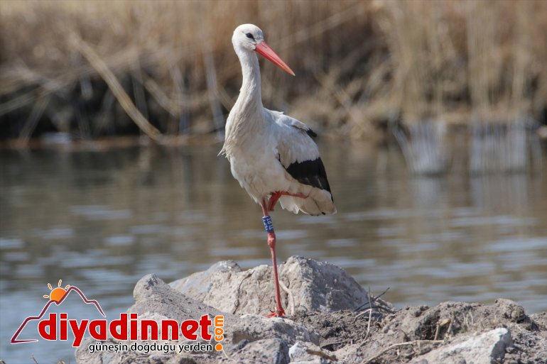 yarımküreden başladı Çukurovası