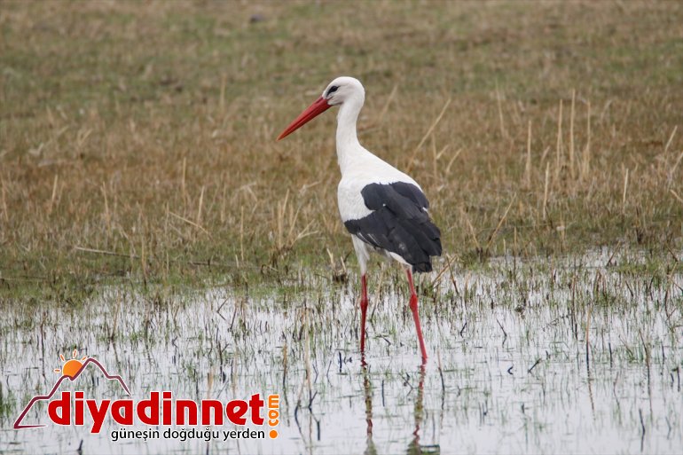 Güney alanlarında gelen - 