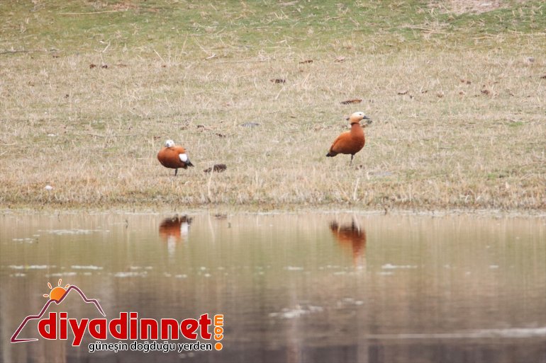 - Güney kuşlar alanlarında IĞDIR yarımküreden gelen başladı 