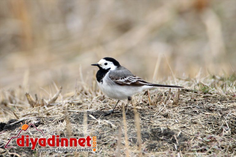 başladı Çukurovası