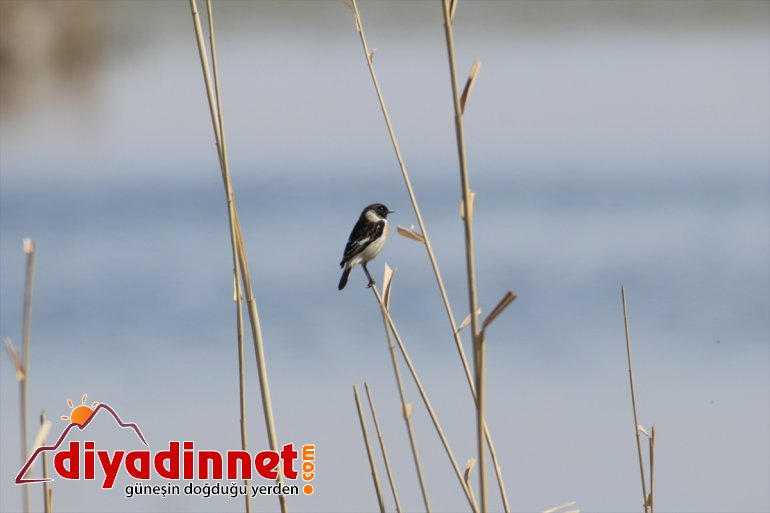 Güney konaklamaya sulak IĞDIR başladı kuşlar - alanlarında Çukurovası