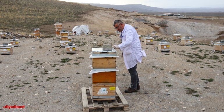 Kovanlardan toplanan propolisten sabun ve krem elde edildi