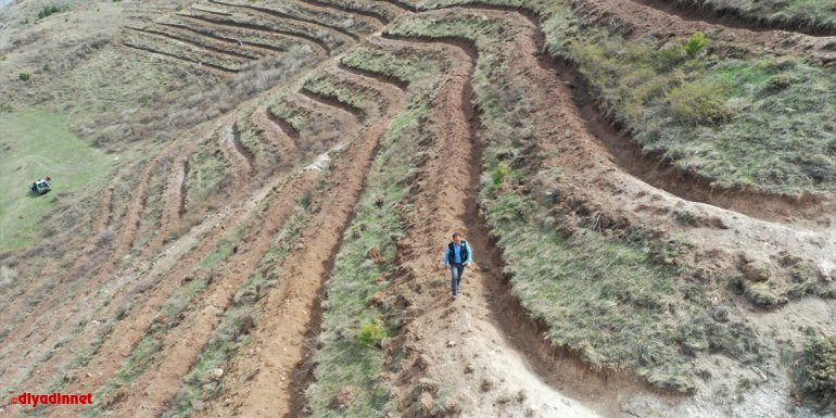 Türkiye'nin en kurak illerinden Iğdır yöre şartlarına uygun fidanlarla yeşerecek