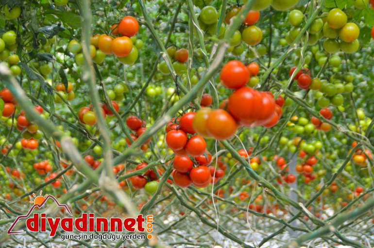 Jeotermal kaynaklı seralar kadınlara ekmek kapısı oluyor1