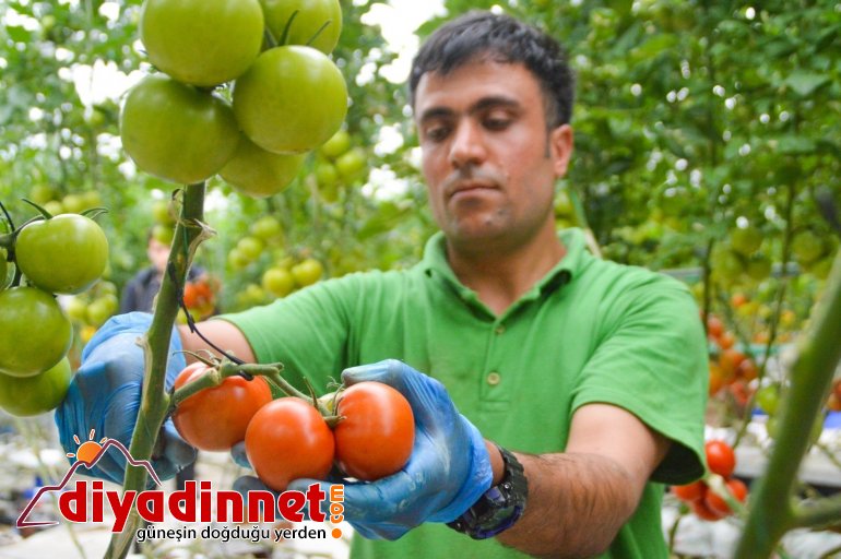 Jeotermal kaynaklı seralar kadınlara ekmek kapısı oluyor2