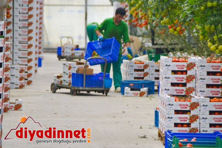 Jeotermal kaynaklı seralar kadınlara ekmek kapısı oluyor3