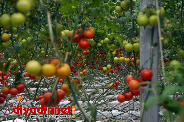 Jeotermal kaynaklı seralar kadınlara ekmek kapısı oluyor4