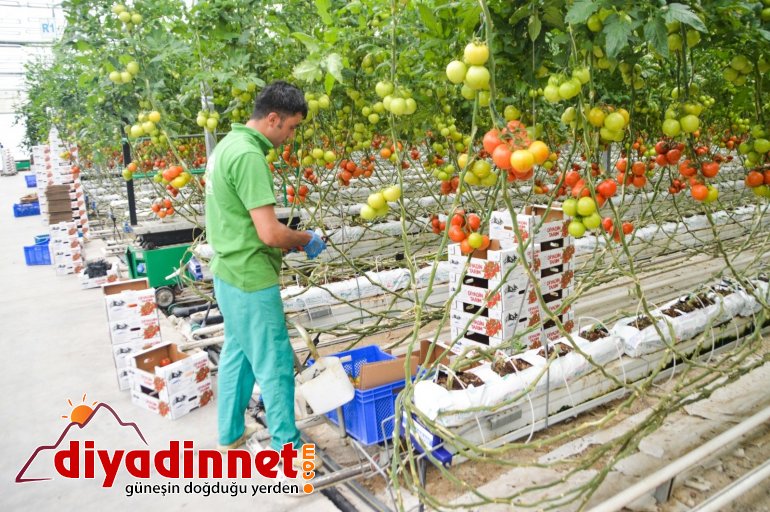 Jeotermal kaynaklı seralar kadınlara ekmek kapısı oluyor5