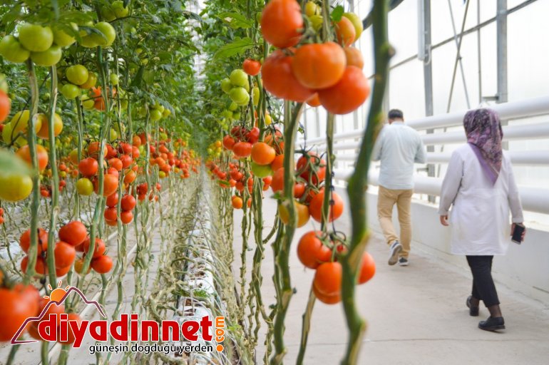 Jeotermal kaynaklı seralar kadınlara ekmek kapısı oluyor6