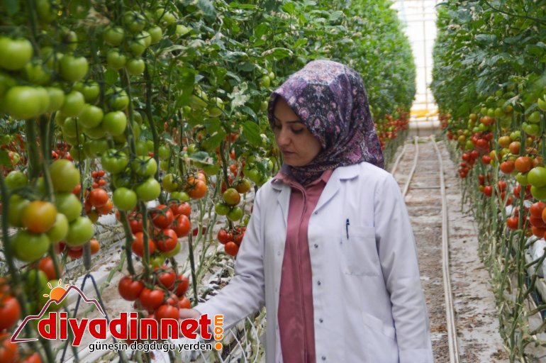 Jeotermal kaynaklı seralar kadınlara ekmek kapısı oluyor7