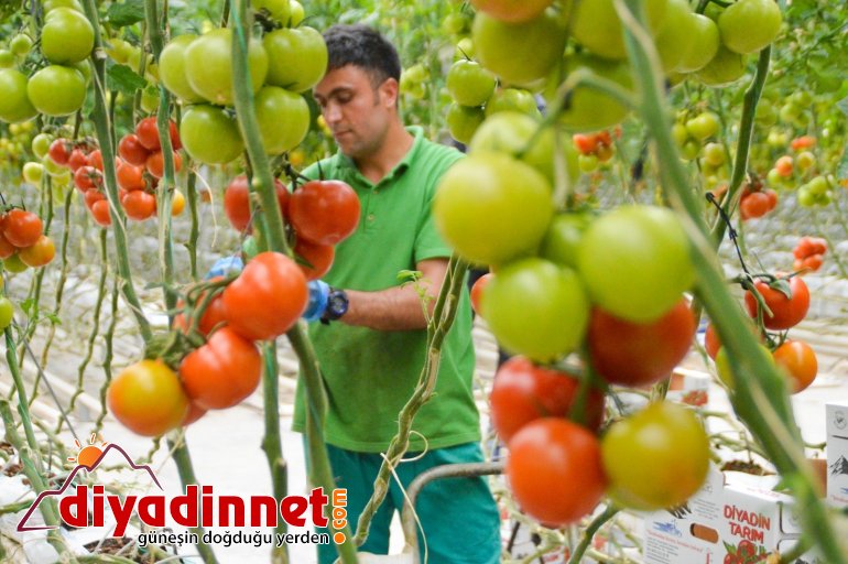 Jeotermal kaynaklı seralar kadınlara ekmek kapısı oluyor9