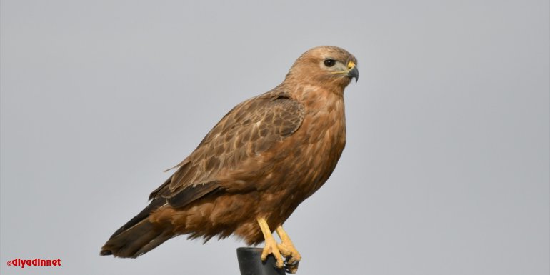 Karların erimeye başladığı Kars'ta doğa yaban hayatıyla renkleniyor