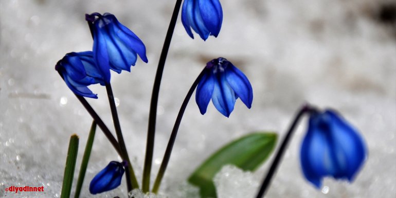Karların erimeye başladığı Sarıkamış, canlanan doğasıyla cezbediyor