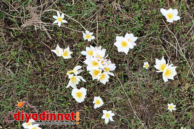 Karlıova'da kardelen çiçekleri açtı